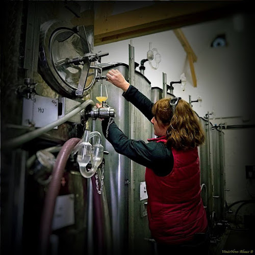 Comentarii opinii despre Alsacevinene