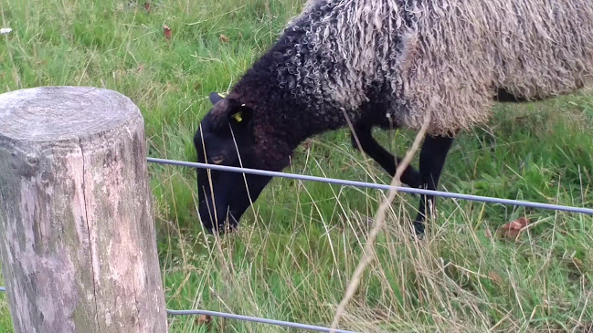 Opinii despre Restaurant Stenbymølle în Gudhjem - Gastronomi og hotelvirksomhed