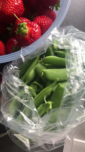 Varde Pluk Selv Jordbær