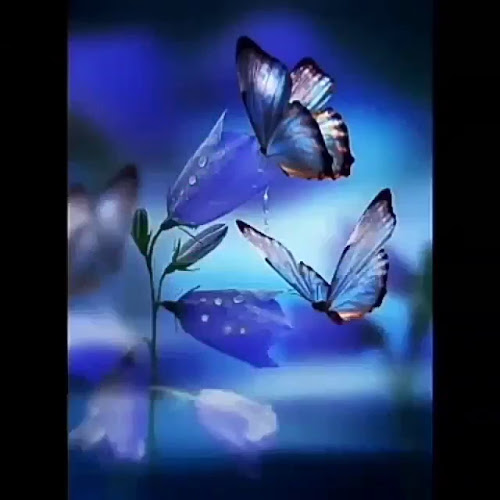 Kris Pizza - Gastronomi og hotelvirksomhed