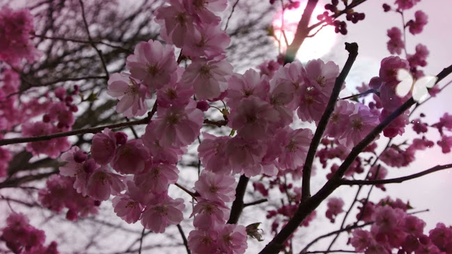 Opinii despre Restaurant Karetmagerens Hus în Næstved - Gastronomi og hotelvirksomhed