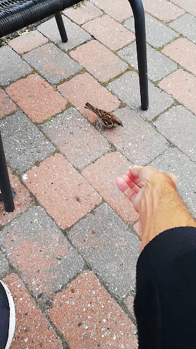 Comentarii opinii despre Lauses Grill