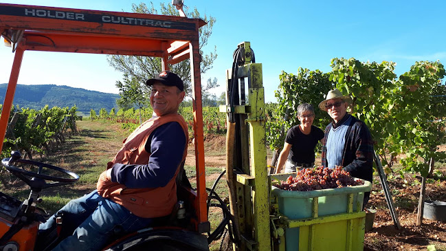 Opinii despre Alsacevinene în Kolding - Gastronomi og hotelvirksomhed