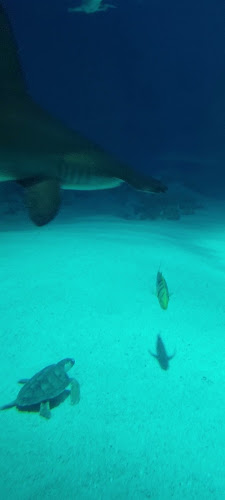 Comentarii opinii despre Restaurant Spuntino