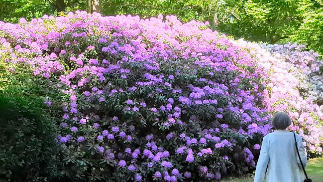 Comentarii opinii despre Nivaagaards Cafe