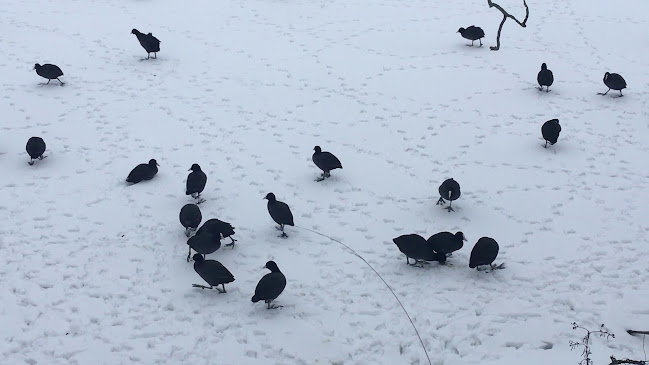 Comentarii opinii despre Damhuskanten