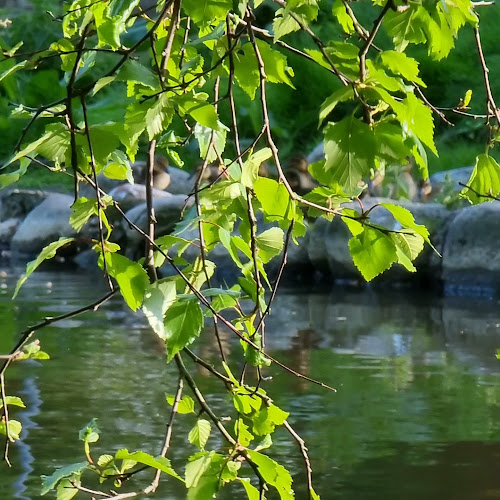 Restaurant Svanelunden - Hjørring