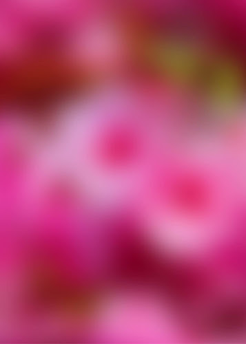 Kommandobroen Betina Hamborg