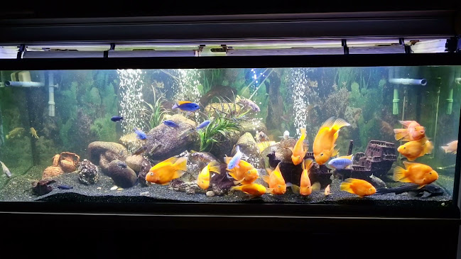 Comentarii opinii despre Ny Asien - Kinesisk & Sushi