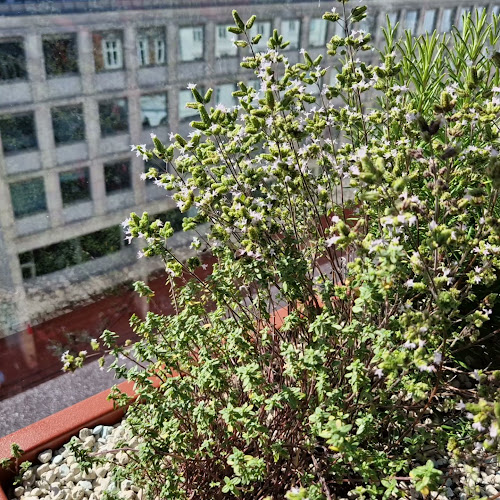 Comentarii opinii despre Level Six Rooftop Bar & Terrace