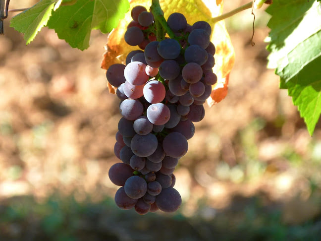 Comentarii opinii despre Alsacevinene