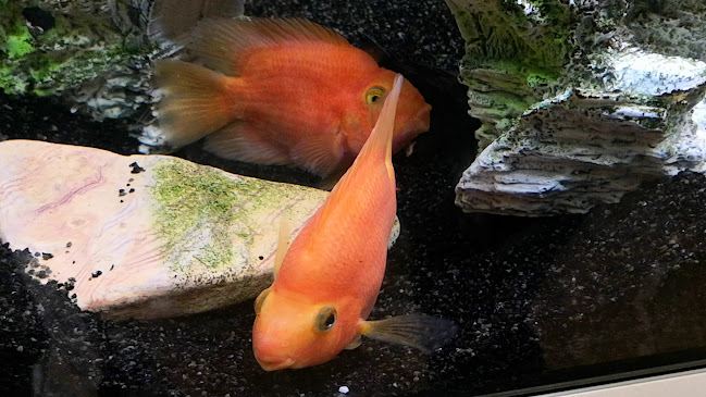 King Buffet Ansvej - Gastronomi og hotelvirksomhed