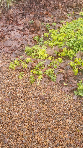 Opinii despre Den Gamle Grænsekro în Christiansfeld - Gastronomi og hotelvirksomhed