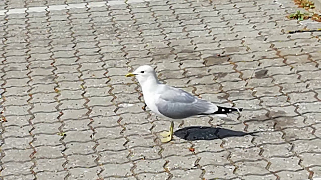 Burger King - Odense