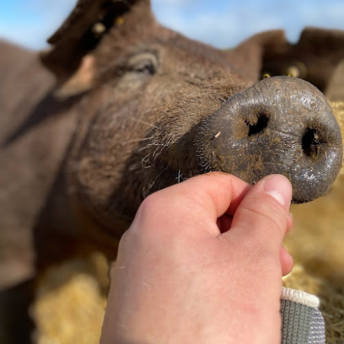 Ladegaard Duroc Gårdbutik/slagter - Børkop