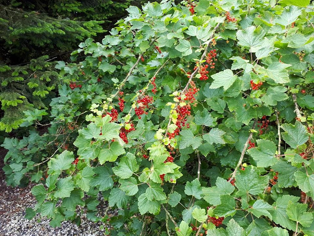 Mad med smag - Gastronomi og hotelvirksomhed