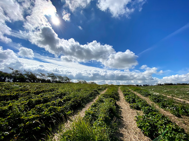 Stensgård Jordbær Selvpluk - Gastronomi og hotelvirksomhed
