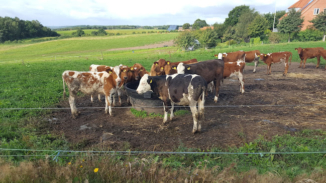 Ny Lundgård Ismejeri - Gastronomi og hotelvirksomhed