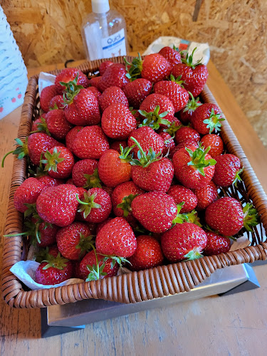 Varde Pluk Selv Jordbær - Esbjerg Kommune