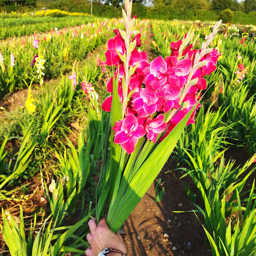 Pluk selv blomster ved Peter Ditlevsen - Gastronomi og hotelvirksomhed