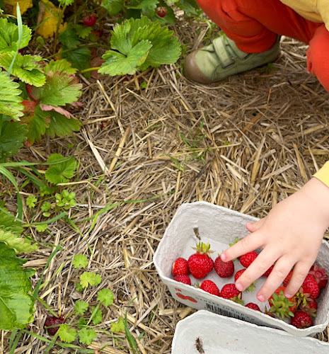 Comentarii opinii despre Stensgård Jordbær Selvpluk