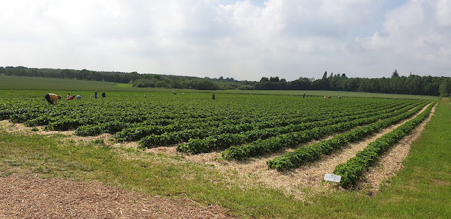 Varde Pluk Selv Jordbær - Gastronomi og hotelvirksomhed
