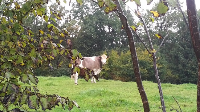 Comentarii opinii despre Restaurant Stenbymølle