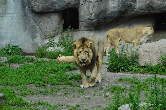 Comentarii opinii despre Café VæXt