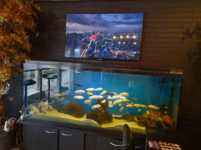 Safins Pizza & Grill - Løsning