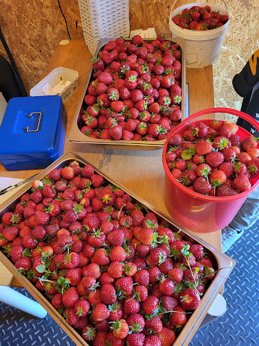 Varde Pluk Selv Jordbær - Gastronomi og hotelvirksomhed