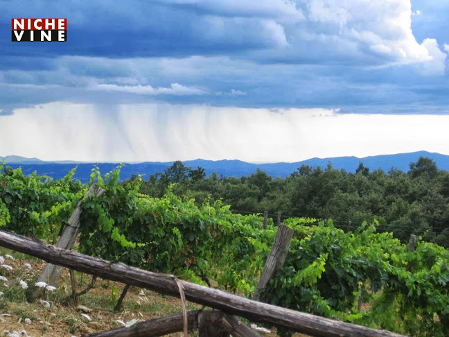 Opinii despre Niche Vine în Nivå - Gastronomi og hotelvirksomhed