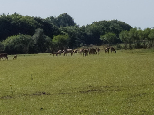 Nygaards Afrika - Jagtmuseum - Dyrehave - Musik & Dansested - Restaurant - Gårdbutik - Overnatning - Gastronomi og hotelvirksomhed