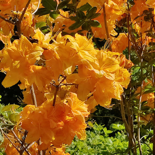 Nivaagaards Cafe - Gastronomi og hotelvirksomhed