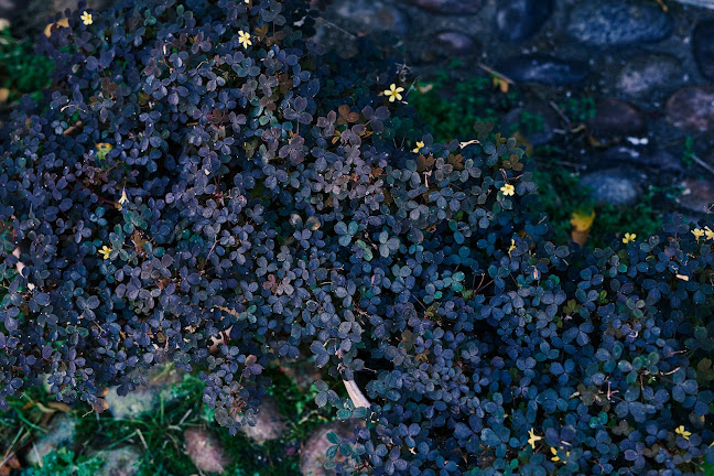 Rabarbergaarden - Vejby