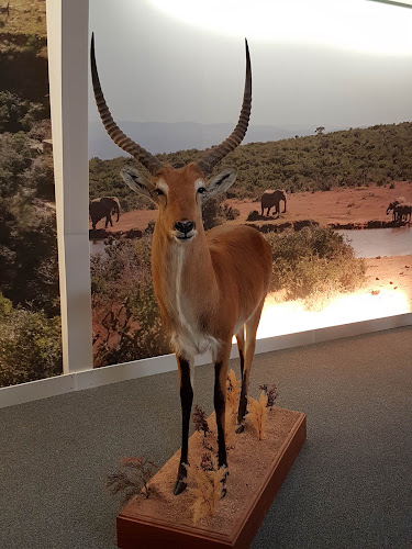 Comentarii opinii despre Nygaards Afrika - Jagtmuseum - Dyrehave - Musik & Dansested - Restaurant - Gårdbutik - Overnatning