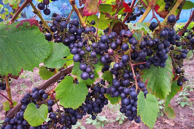 Skærsøgaard - Almind