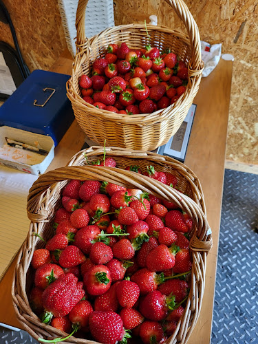 Comentarii opinii despre Varde Pluk Selv Jordbær