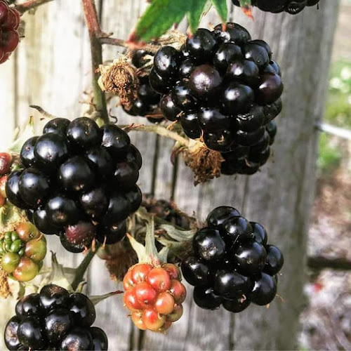 Opinii despre Oak River Farm în Ribe - Gastronomi og hotelvirksomhed