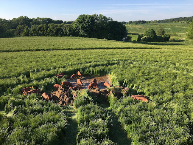 Comentarii opinii despre Ladegaard Duroc Gårdbutik/slagter