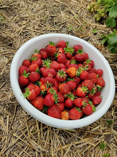 Comentarii opinii despre Stensgård Jordbær Selvpluk