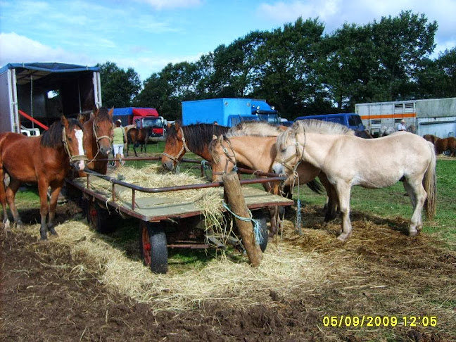 Store Brønderslev Marked - Gastronomi og hotelvirksomhed