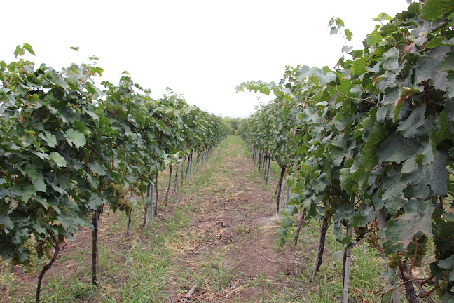 Comentarii opinii despre Georgien Vin