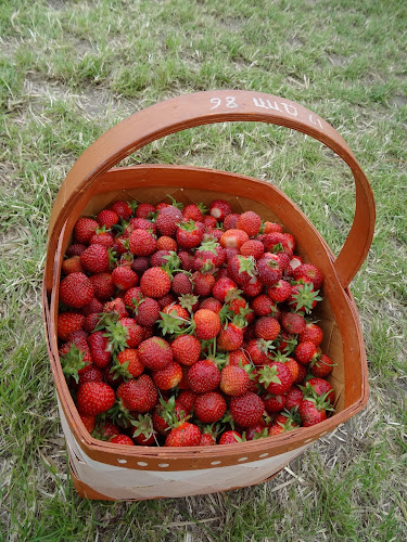 Stensgård Jordbær Selvpluk - Gastronomi og hotelvirksomhed