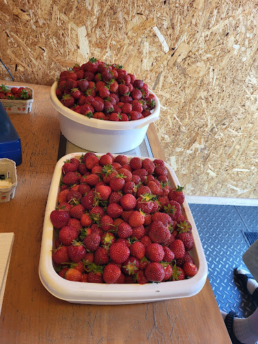 Opinii despre Varde Pluk Selv Jordbær în Esbjerg Kommune - Gastronomi og hotelvirksomhed