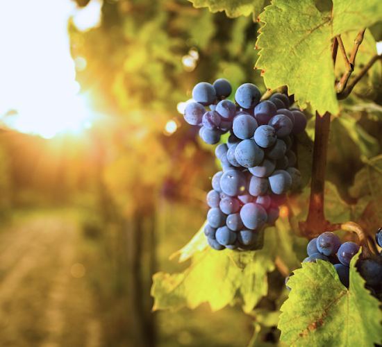 Comentarii opinii despre Victoria Vine