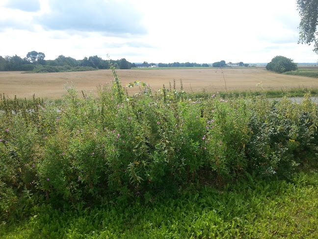 Opinii despre Lavpris Blomst în Fredensborg - Gastronomi og hotelvirksomhed