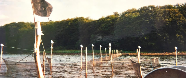 Comentarii opinii despre Kalvø Fisk