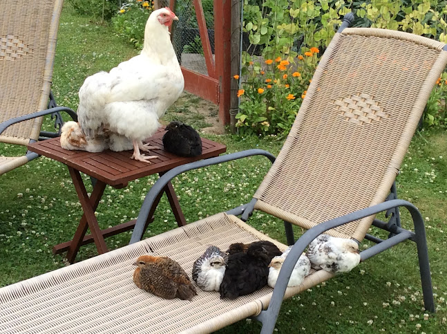 "Ejendommens" lille vejbod - Nykøbing Falster