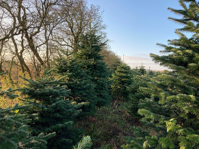 Opinii despre Vamdrup Juletræer în Vamdrup - Gastronomi og hotelvirksomhed