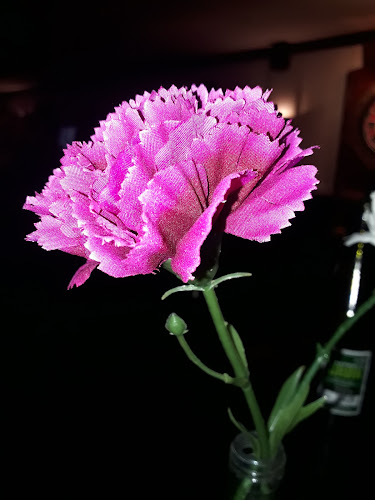 Comentarii opinii despre Skotten